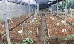 Nỗ lực ngăn cây sâm Lai Châu tuyệt chủng