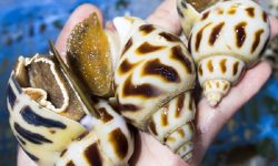 Ốc hương khổng lồ, giá cả triệu đồng/kg vẫn cháy hàng